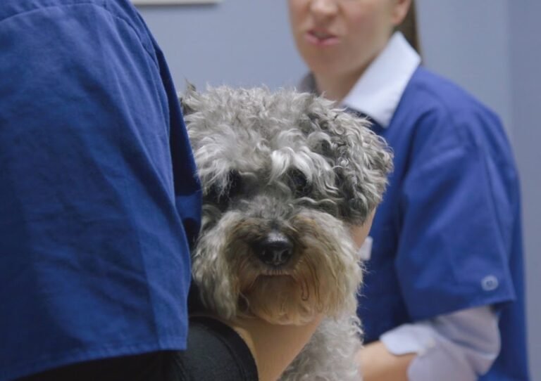 Bentleigh Veterinary Clinic