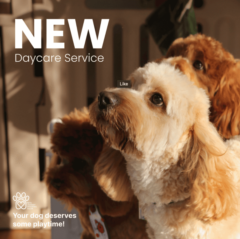 Pets Journey Grooming Salon Bentleigh